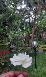 A white flower picked in the lodge garden