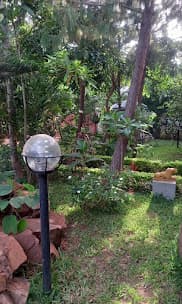 A garden lamp beside the path under tall trees and palms